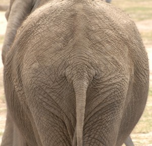 elephant_rear